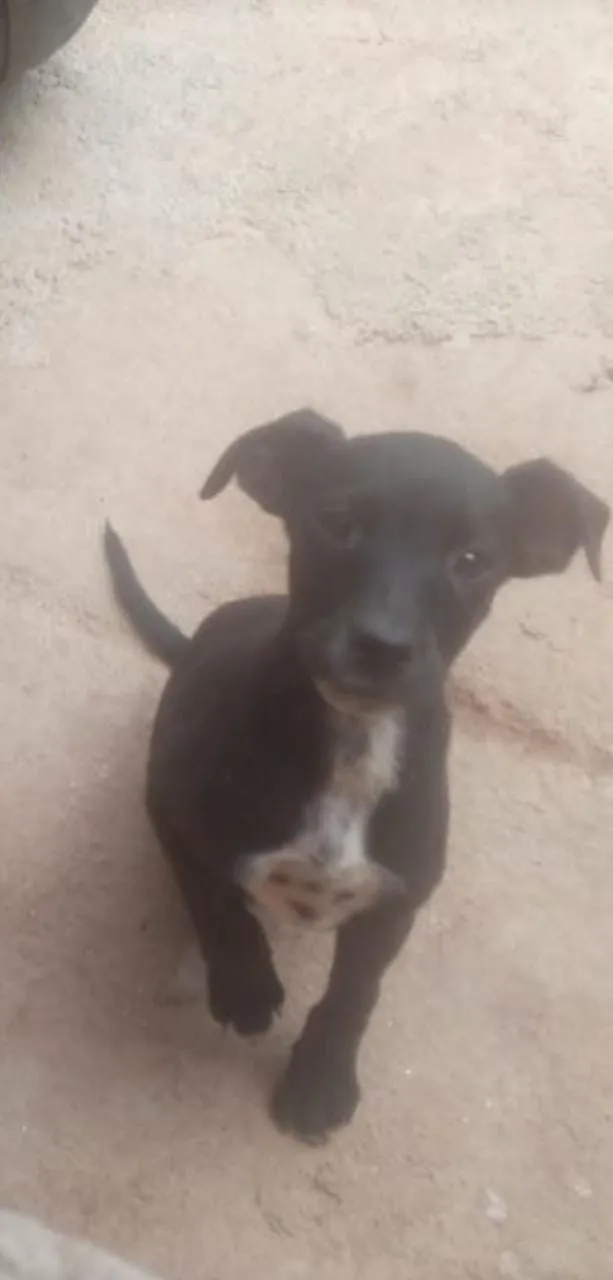 Cachorro ra a Srd idade 2 a 6 meses nome Neguinho