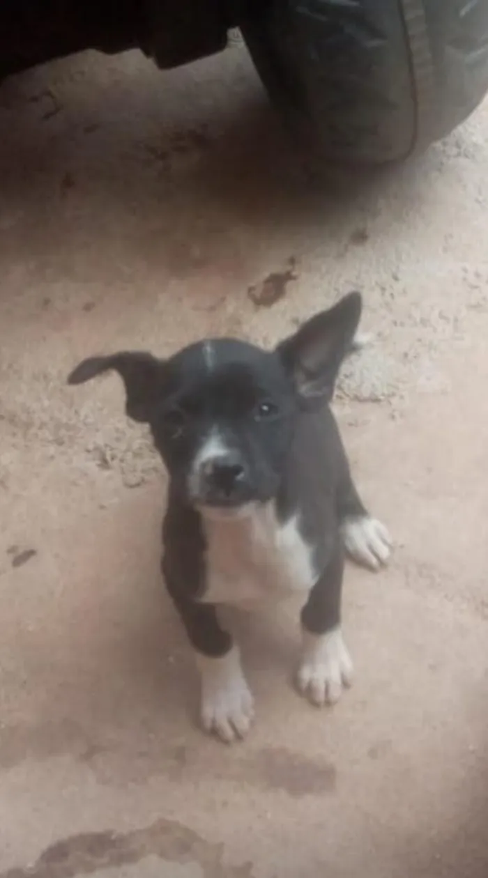 Cachorro ra a SRD idade 2 a 6 meses nome Zezo