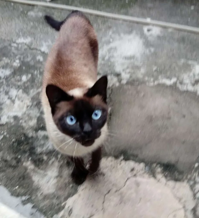 Gato ra a Siamês idade  nome Não sei o nome