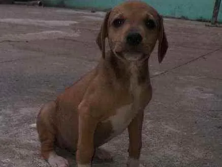 Cachorro ra a Vira lata idade 2 a 6 meses nome Não tem nome 