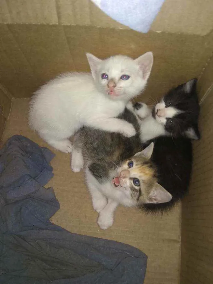 Gato ra a Siamês idade Abaixo de 2 meses nome Sem nome