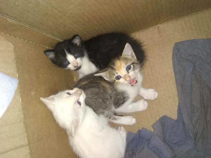 Gato ra a Siamês idade Abaixo de 2 meses nome Sem nome