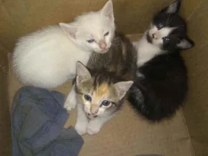 Gato raça Siamês idade Abaixo de 2 meses nome Sem nome