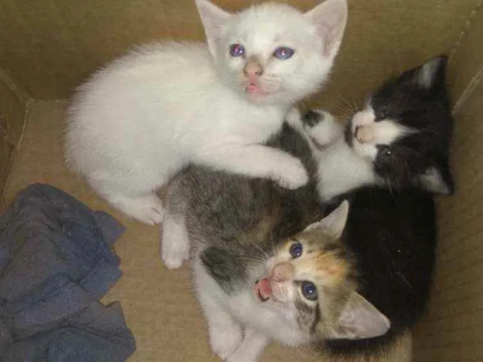 Gato ra a Siamês idade Abaixo de 2 meses nome Sem nome