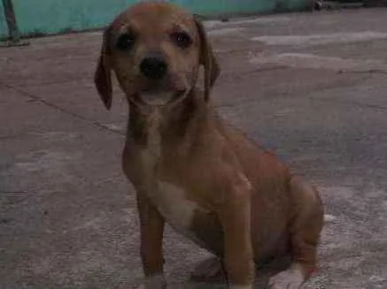 Cachorro ra a Vira lata idade 2 a 6 meses nome Não tem nome 