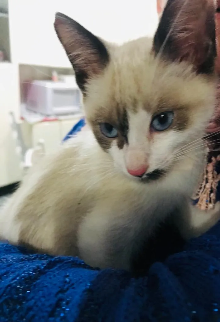Gato ra a SRD idade Abaixo de 2 meses nome Sem nome
