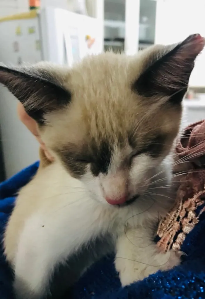 Gato ra a SRD idade Abaixo de 2 meses nome Sem nome