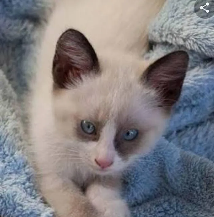 Gato ra a SRD idade Abaixo de 2 meses nome Sem nome