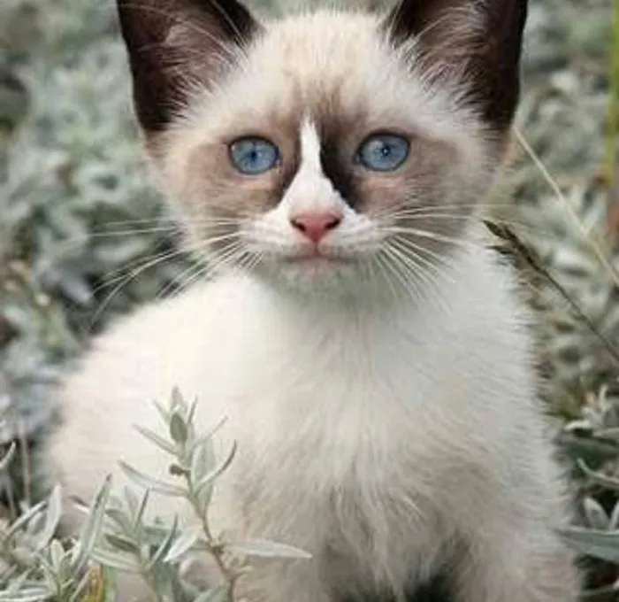 Gato ra a SRD idade Abaixo de 2 meses nome Sem nome