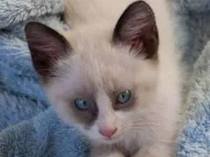 Gato raça SRD idade Abaixo de 2 meses nome Sem nome