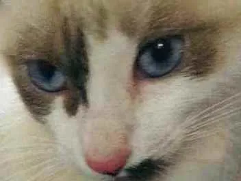 Gato ra a SRD idade Abaixo de 2 meses nome Sem nome