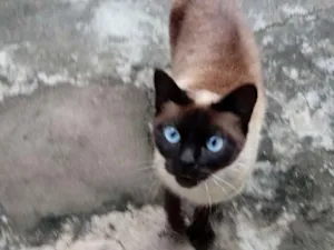 Gato raça Siamês idade  nome Não sei o nome