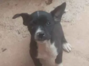 Cachorro raça SRD idade 2 a 6 meses nome Zezo