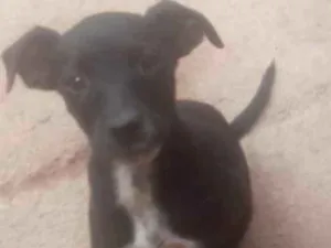 Cachorro raça Srd idade 2 a 6 meses nome Neguinho