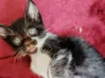 Gatinhos