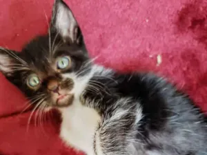 Gato raça SRD idade Abaixo de 2 meses nome Gatinhos