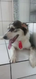 Cachorro raça SRD idade 2 anos nome Bethoven 