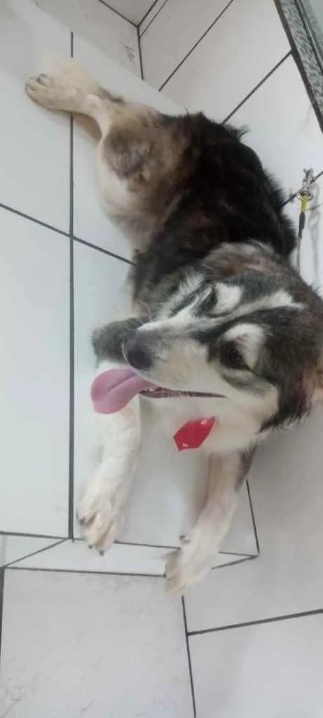 Cachorro raça SRD idade 2 anos nome Bethoven 