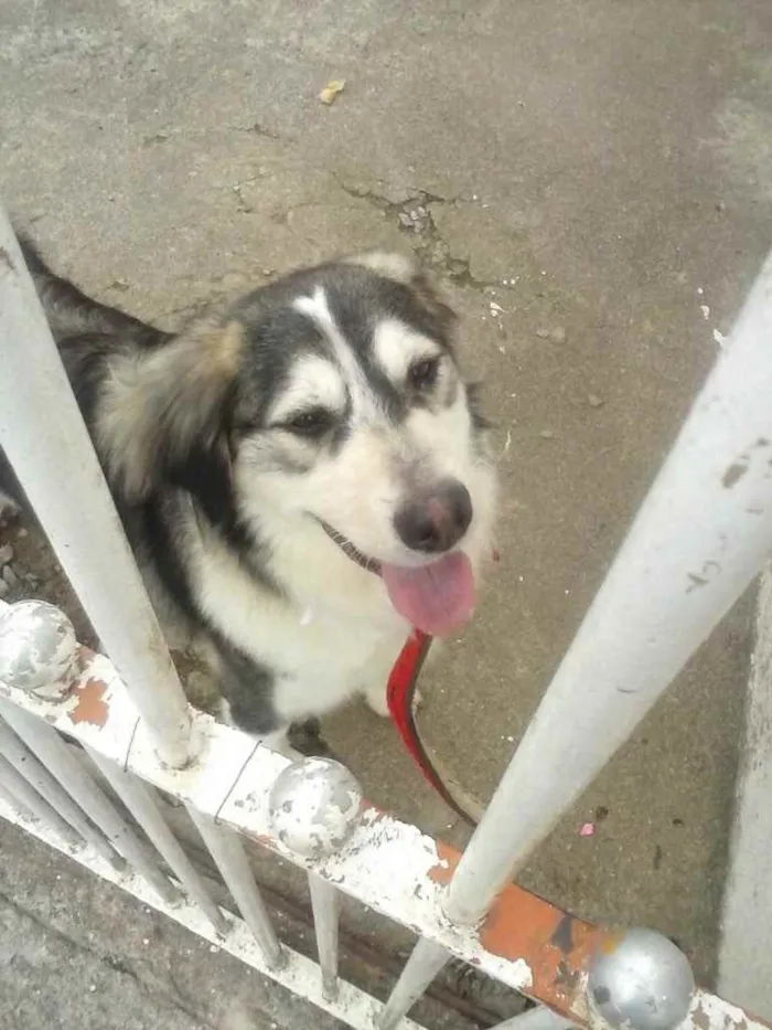 Cachorro raça SRD idade 2 anos nome Bethoven 