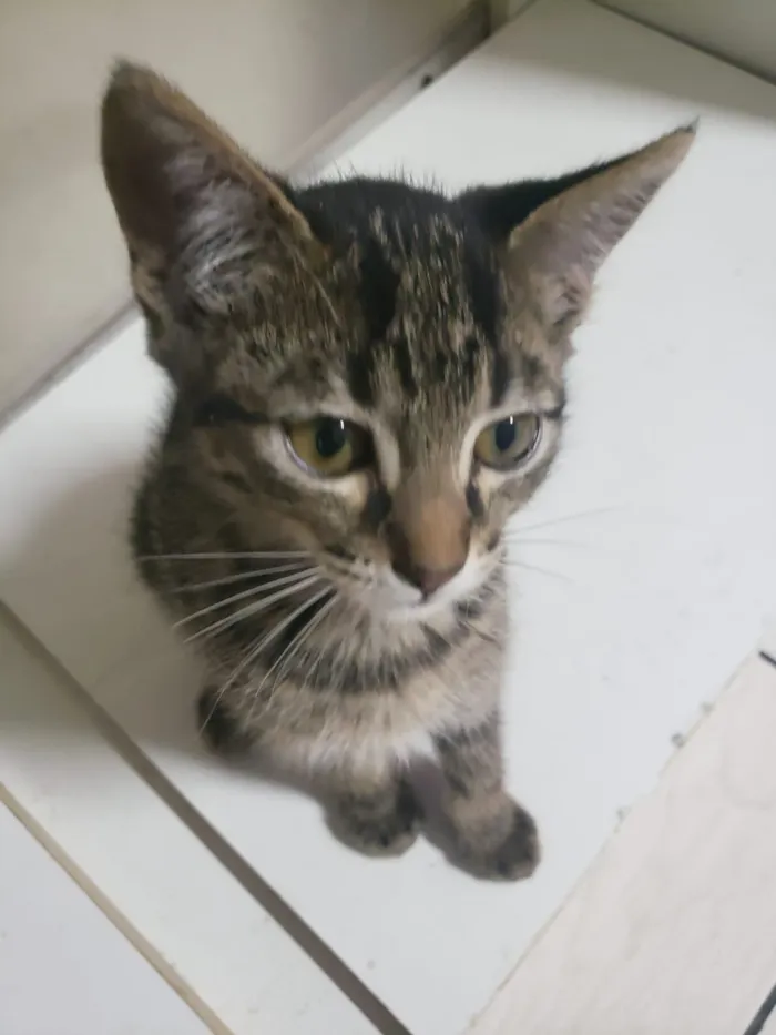 Gato ra a SRD-ViraLata idade 2 a 6 meses nome GATINHOS 