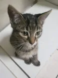 GATINHOS