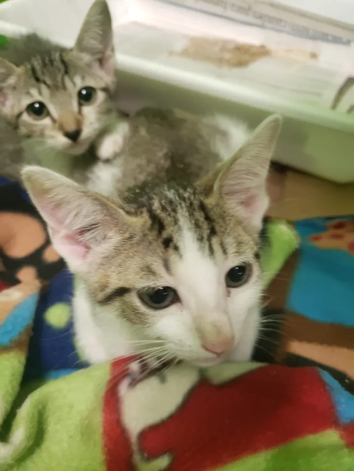 Gato ra a SRD-ViraLata idade 2 a 6 meses nome GATINHOS 