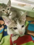 GATINHOS