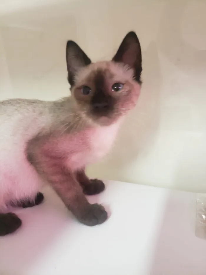 Gato ra a SRD-ViraLata idade 2 a 6 meses nome GATINHOS 