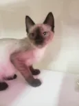 GATINHOS