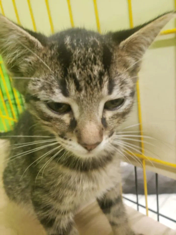 Gato ra a SRD-ViraLata idade 2 a 6 meses nome GATINHOS 