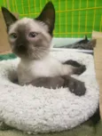 GATINHOS
