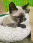 GATINHOS