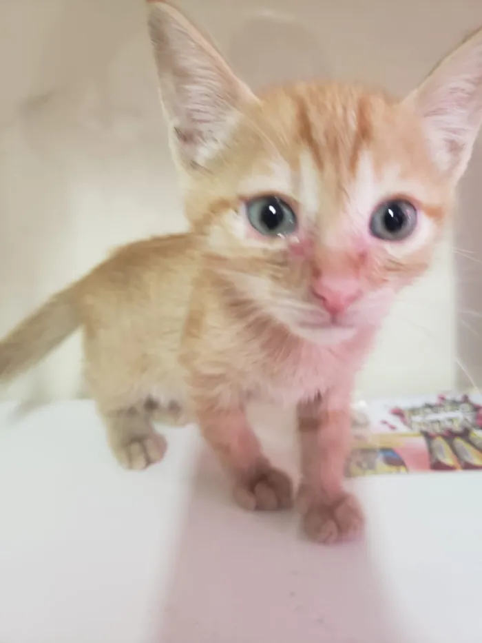 Gato raça SRD-ViraLata idade 2 a 6 meses nome GATINHOS 