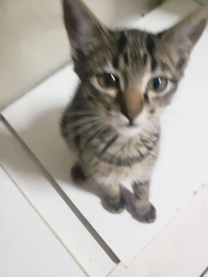 Gato raça SRD-ViraLata idade 2 a 6 meses nome GATINHOS 