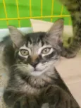 Gato raça SRD-ViraLata idade 2 a 6 meses nome GATINHOS 