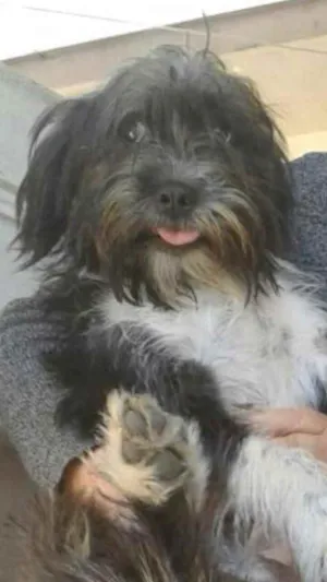 Cachorro raça  idade 3 anos nome Bella