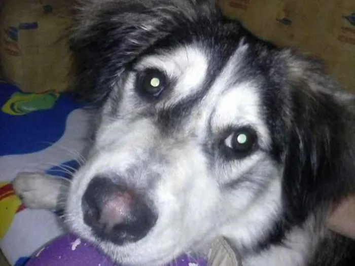 Cachorro raça SRD idade 2 anos nome Bethoven 