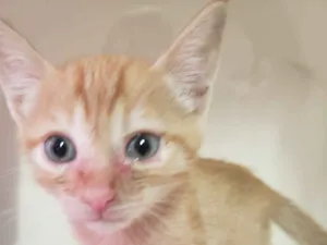 Gato raça SRD-ViraLata idade 2 a 6 meses nome GATINHOS 