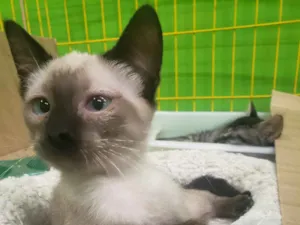 Gato raça SRD-ViraLata idade 2 a 6 meses nome GATINHOS 