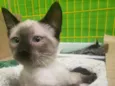 GATINHOS
