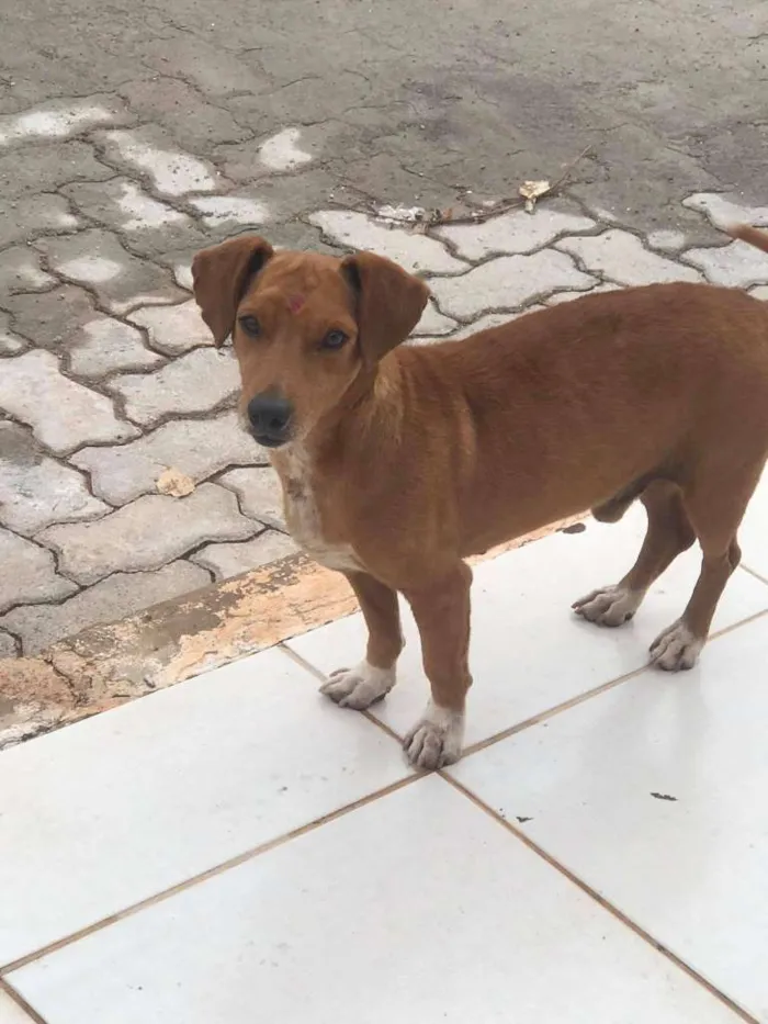 Cachorro ra a SRD-ViraLata idade 2 anos nome Sem nome