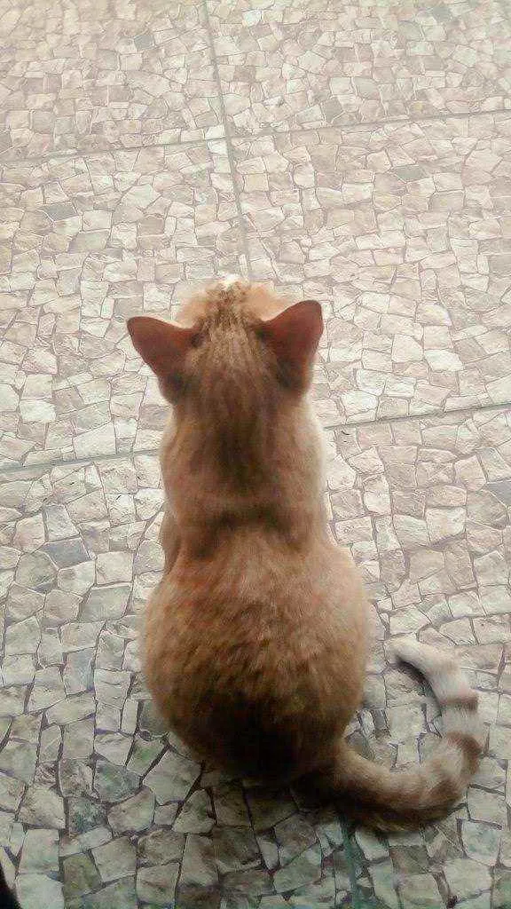 Gato ra a  idade 3 anos nome Chico