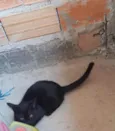 Pretinha 