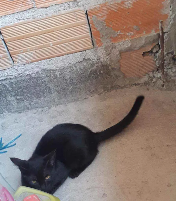 Gato ra a  idade 2 a 6 meses nome Pretinha 