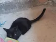 Pretinha 