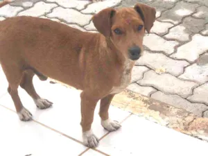 Cachorro raça SRD-ViraLata idade 2 anos nome Sem nome