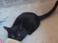 Pretinha 