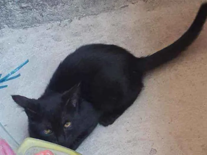 Gato ra a  idade 2 a 6 meses nome Pretinha 