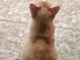 Chico