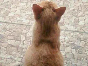Gato raça  idade 3 anos nome Chico